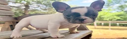 French Bulldog dogs for sale: Mad Max - Ad 3