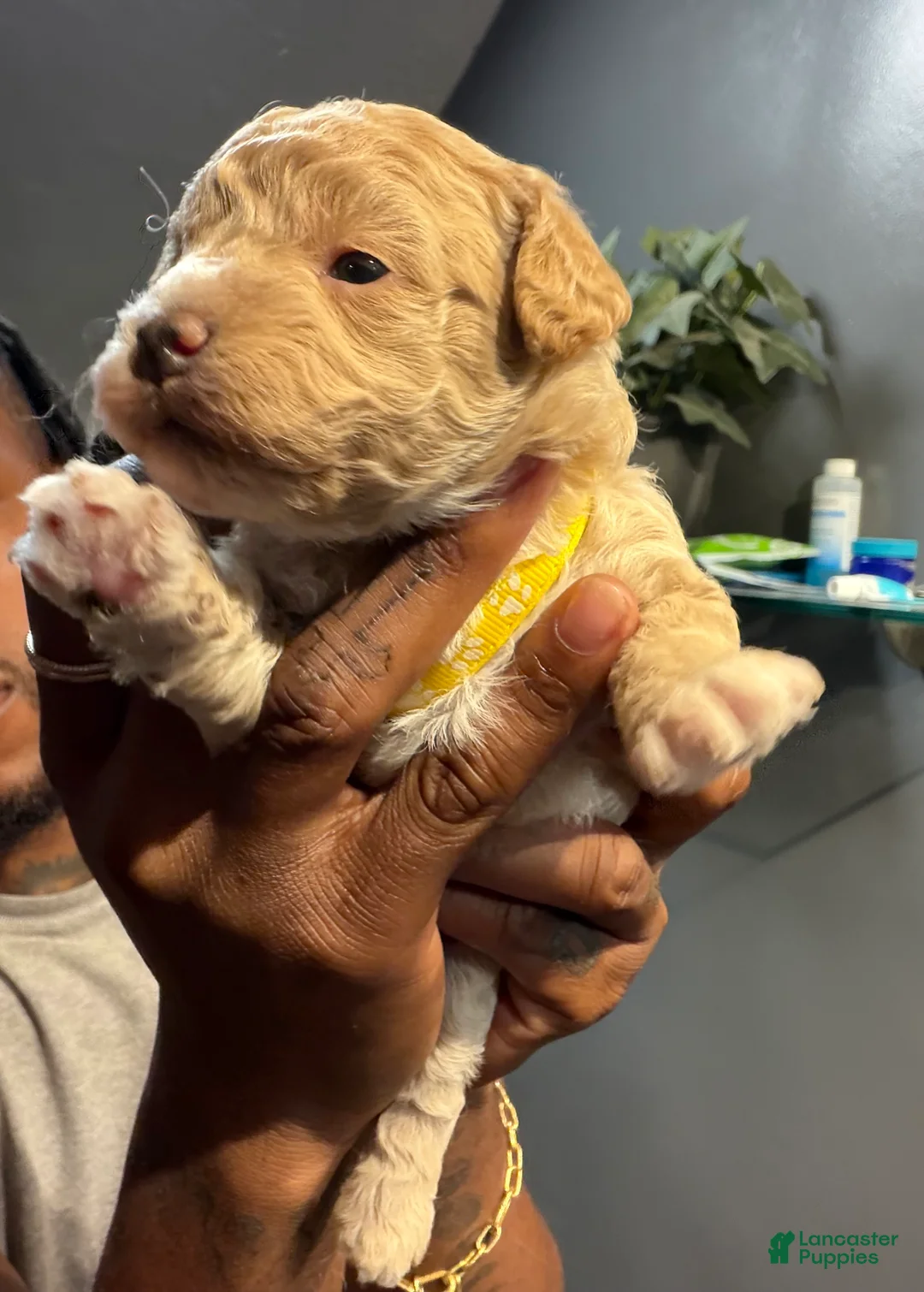 Bichpoo dogs for sale: Michelle - Ad 2