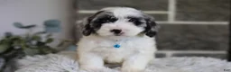 Maltipoo dogs for sale: Dexter  - Ad 7