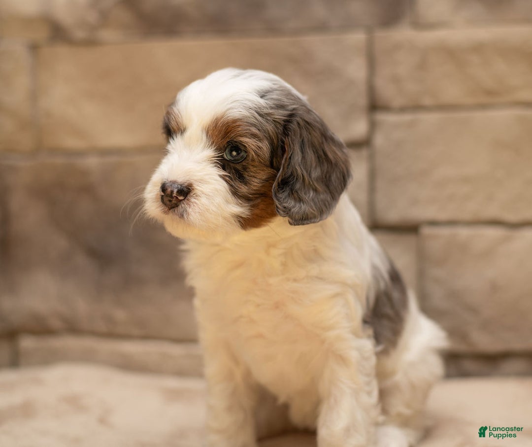Cavapoo dogs for sale: Honey - Ad 4