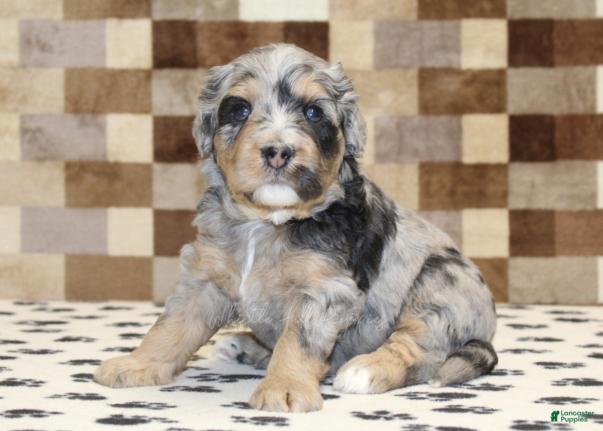 Mini Bernedoodle dogs Ace - Ad 1