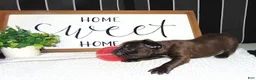French Bulldog dogs for sale: Tommy - Ad 8