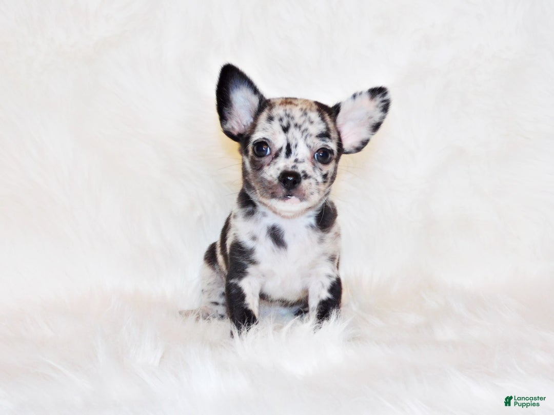 Gallery Image {{count}}