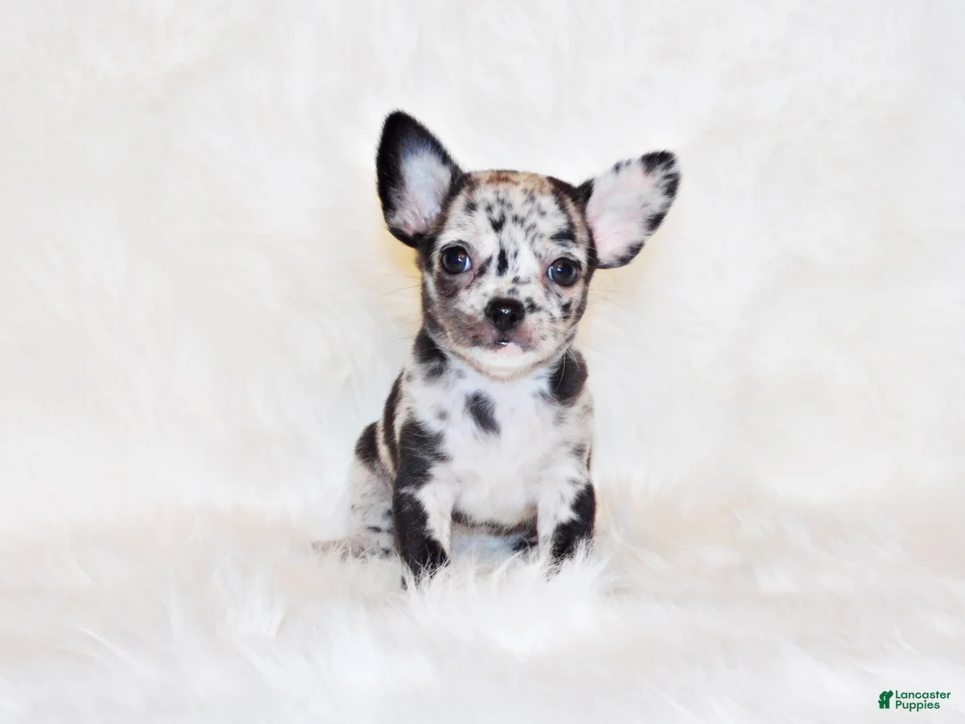 Gallery Image {{count}}