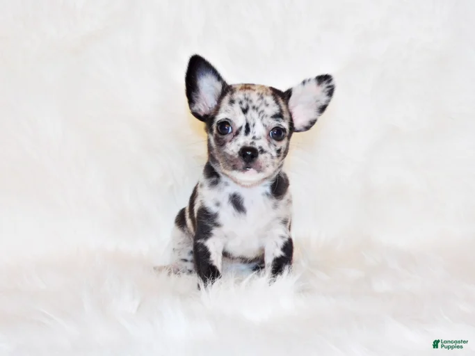 Gallery Image {{count}}