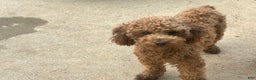 Toy Poodle dogs for sale: Blaze - Ad 2