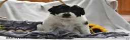 Portuguese Water Dog dogs for sale: Glory - Ad 4