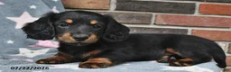 Miniature Dachshund dogs for sale: Flip Flops - Ad 3