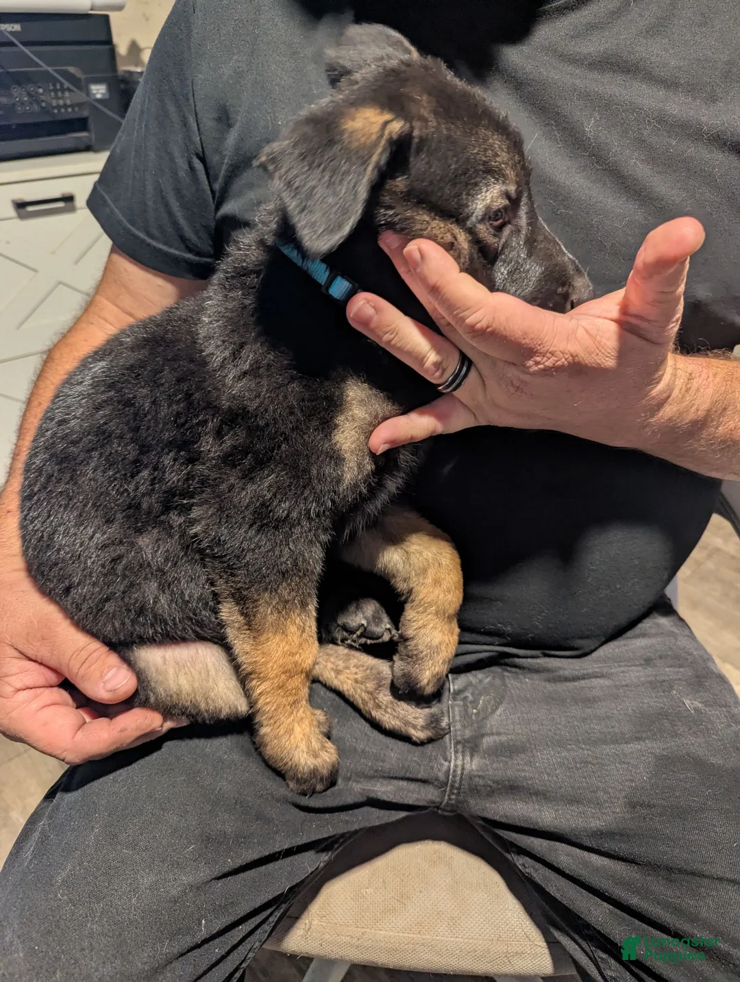 Belgian Malinois dogs for sale: Apollo (baby blue collar) - Ad 1