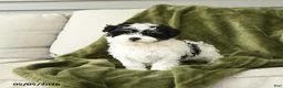 Mixed Breed dogs for sale: Lenard - Ad 4