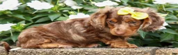 Miniature Dachshund dogs for sale: Ike💙 - Ad 4