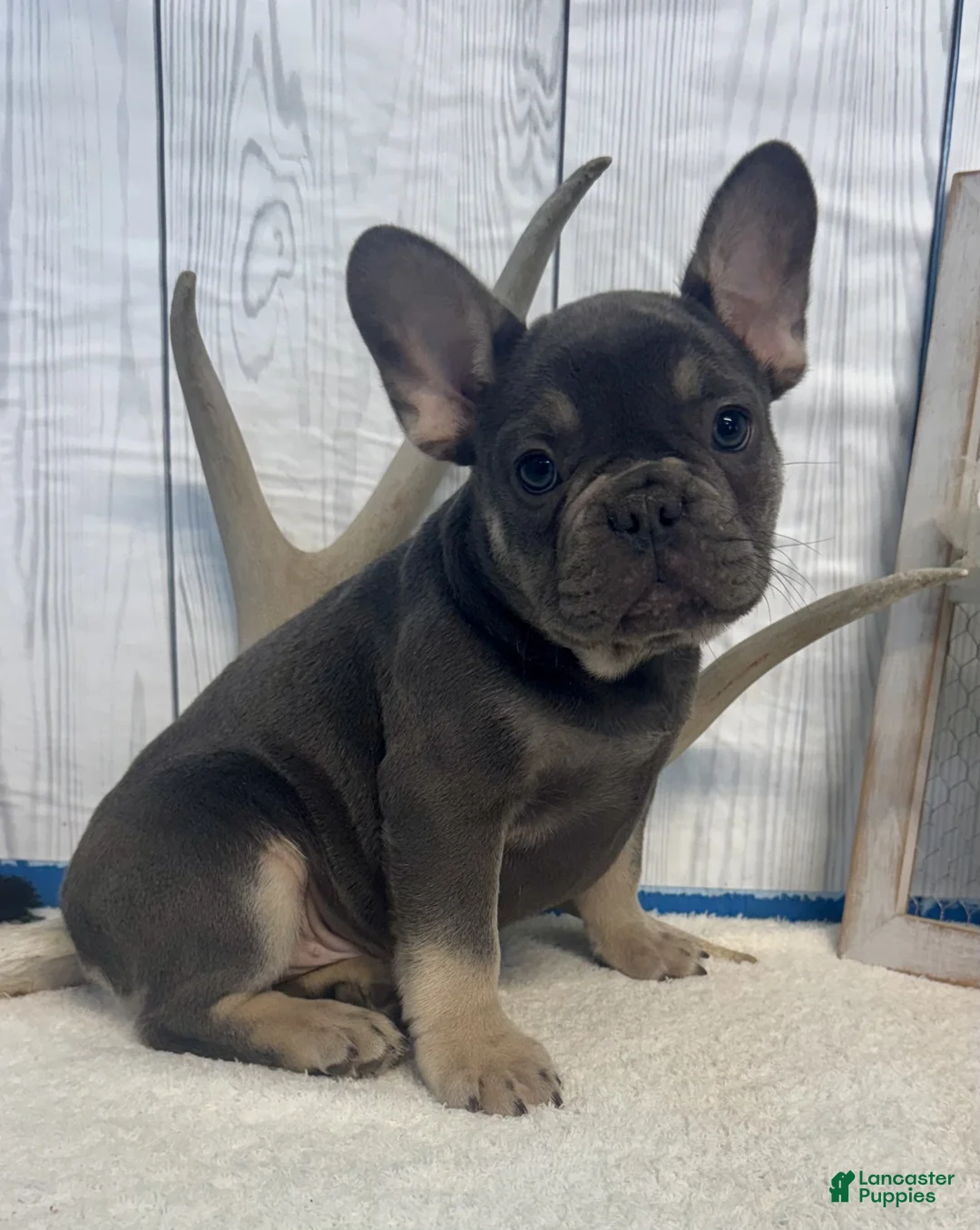 French Bulldog dogs for sale: Fenn - Ad 2
