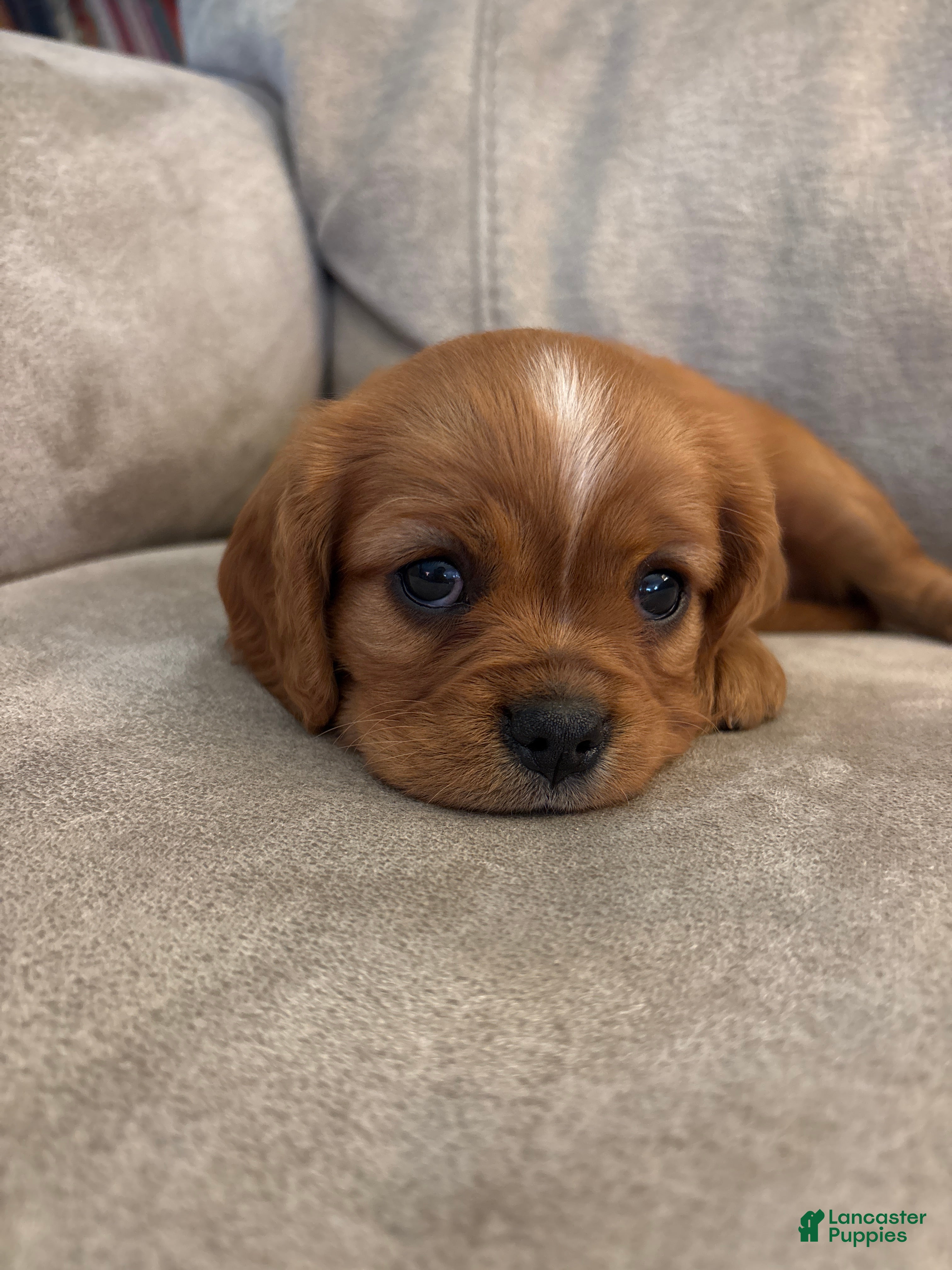 Mixed Breed dogs Scarlette - Ad 1