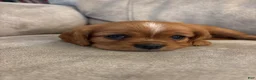 Mixed Breed dogs for sale: Scarlette - Ad 1