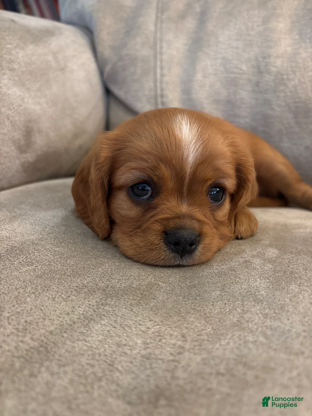 Mixed Breed dogs for sale: Scarlette - Ad 1