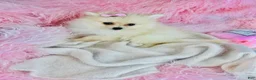 Pomeranian dogs for sale: Pomeranian Puppy 1 - Ad 3