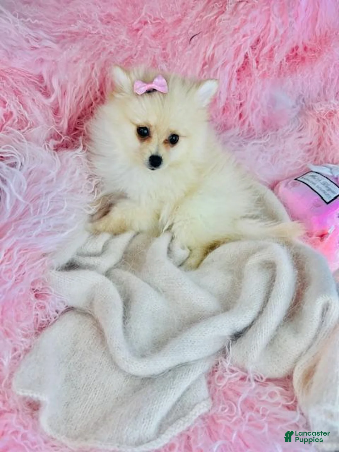 Pomeranian dogs for sale: Pomeranian Puppy 1 - Ad 3