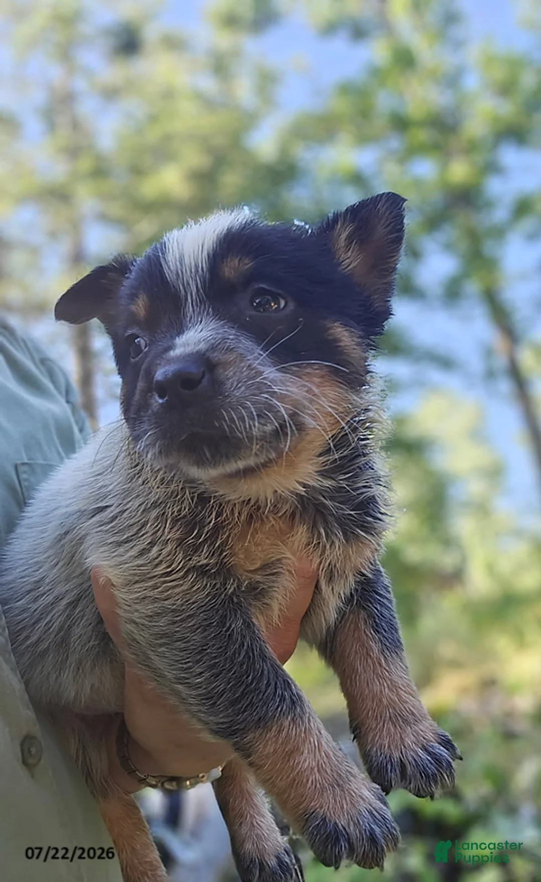 Australian Cattle Dog dogs for sale: Riley - Ad 3