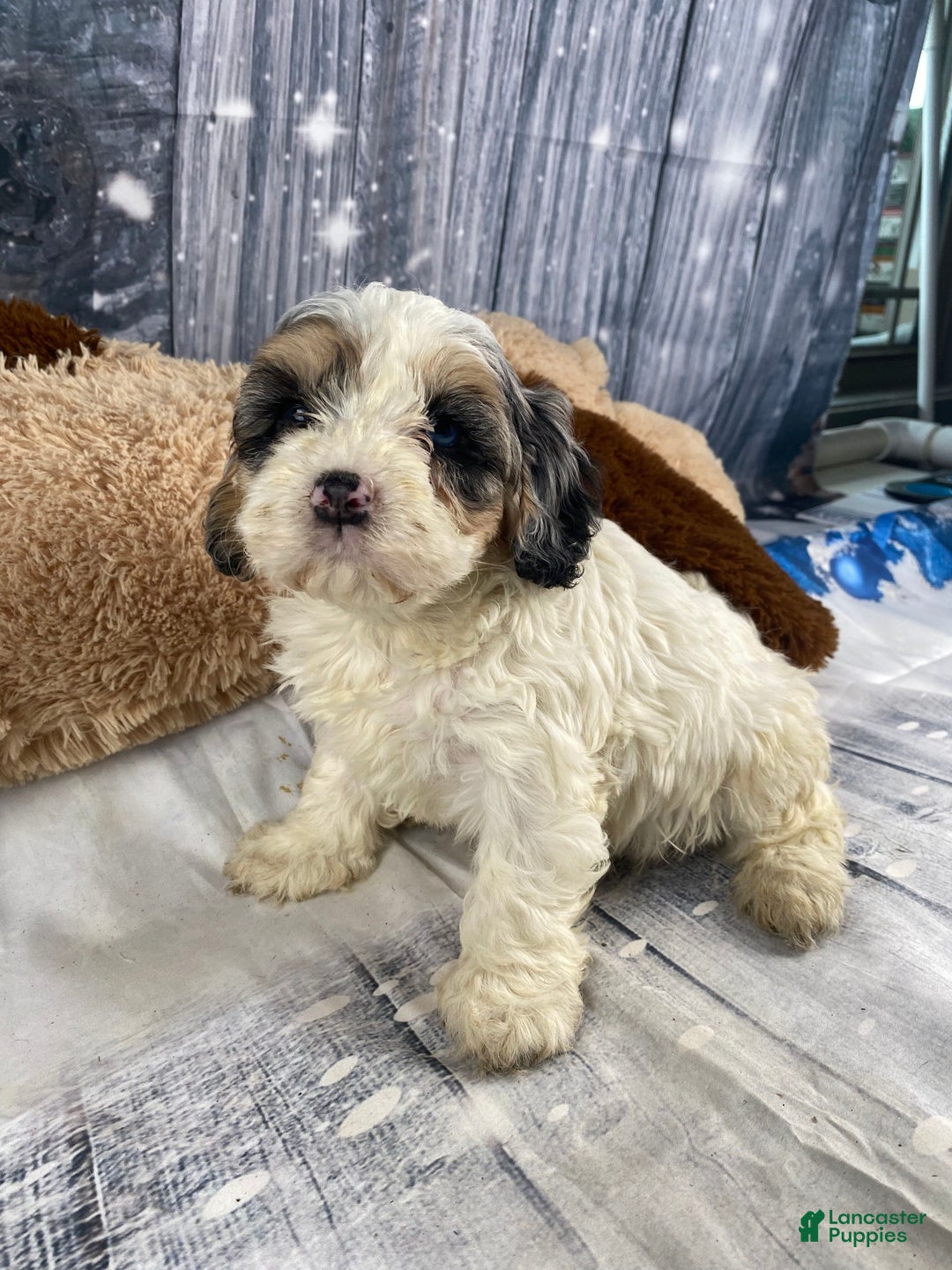 Cavapoo dogs for sale: Julie - Ad 6