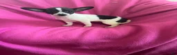 Chihuahua dogs for sale: Chihuahua Girl-Dolly  - Ad 5