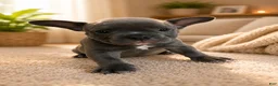 American Bully dogs for sale: Haze - Ad 3