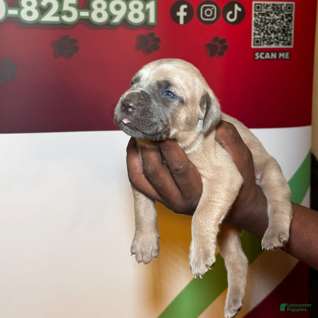 Gallery Image {{count}}