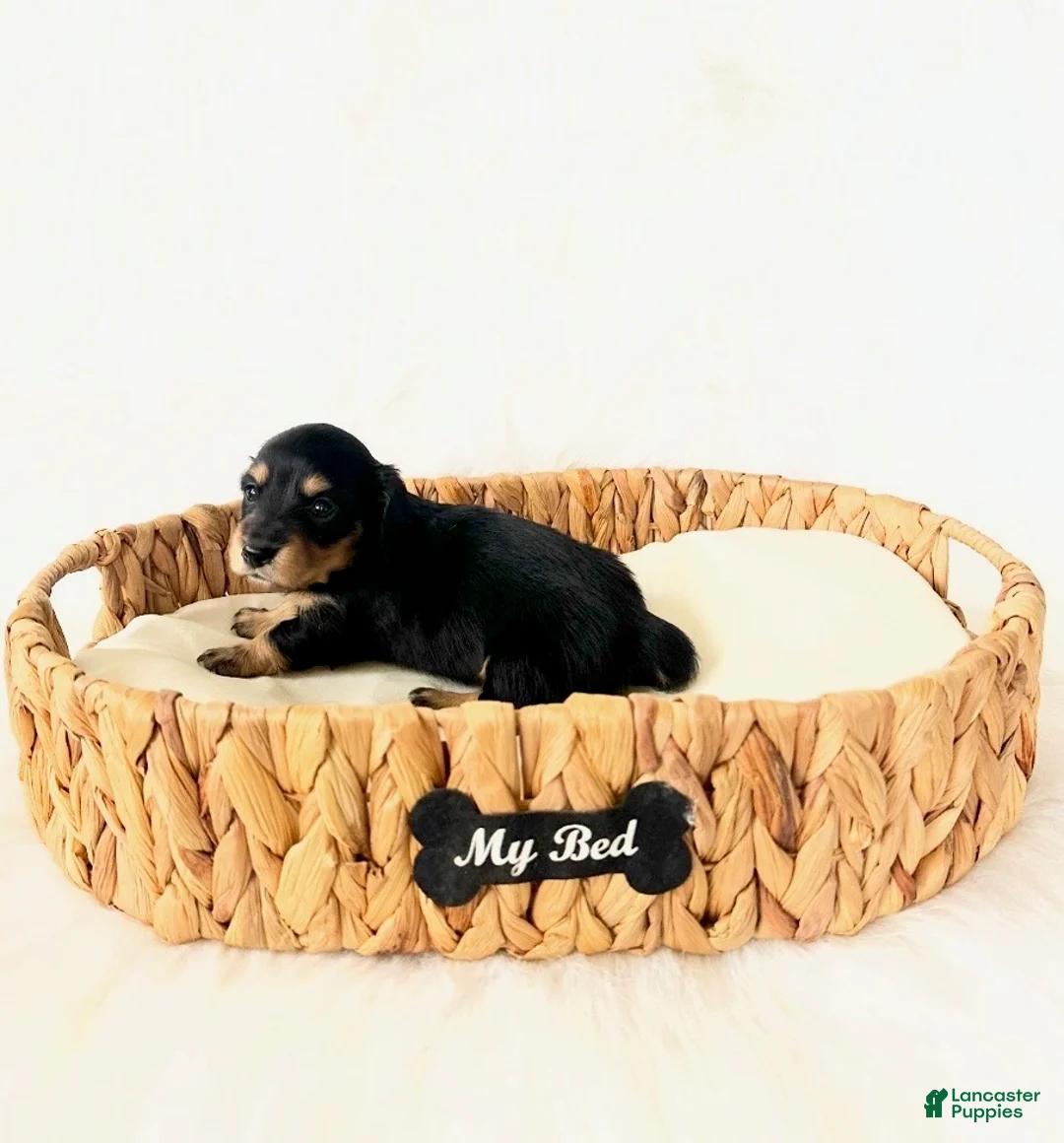 Miniature Dachshund dogs for sale: AKC Ruby - Ad 5