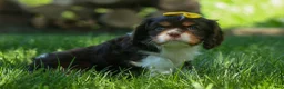 Cavalier King Charles Spaniel dogs for sale:  Arthur 🐶 - Ad 14