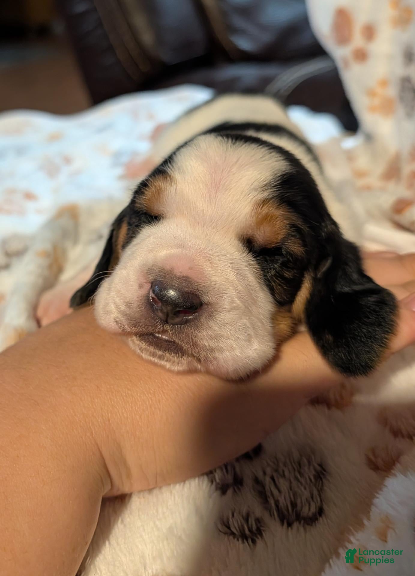 Basset Hound dogs Green (Clara May) - Ad 19
