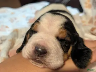 Basset Hound dogs Green (Clara May) - Ad 37