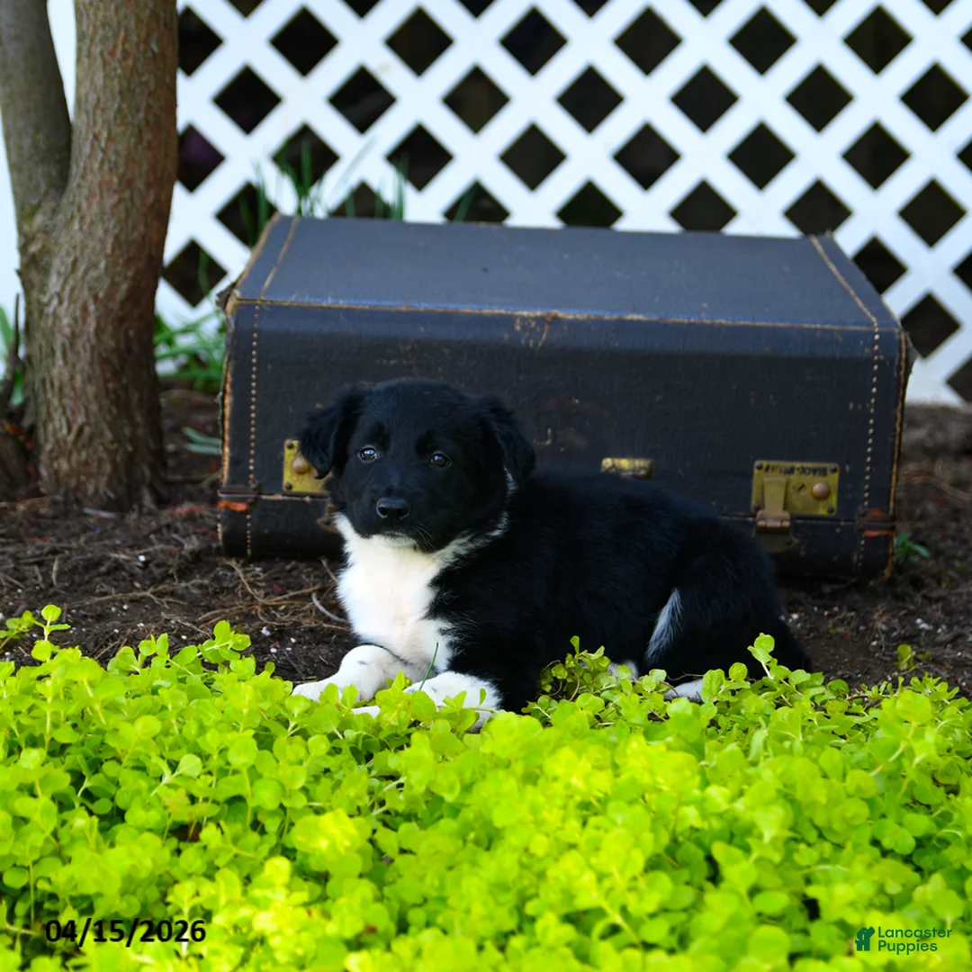 Border Collie dogs for sale: Lucie - Ad 3