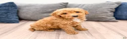 Miniature Labradoodle dogs for sale: Kate - Ad 3