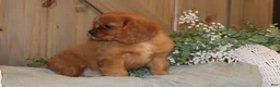 Cavalier King Charles Spaniel dogs for sale: Buster - Ad 3