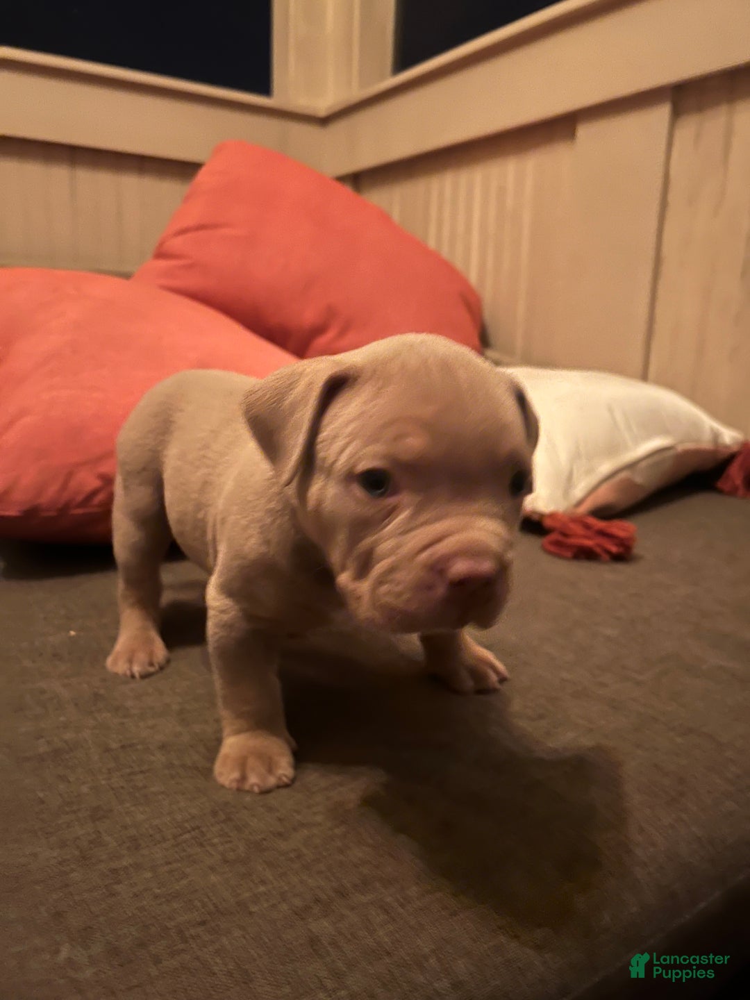 American Bully dogs for sale: Louis - Ad 10