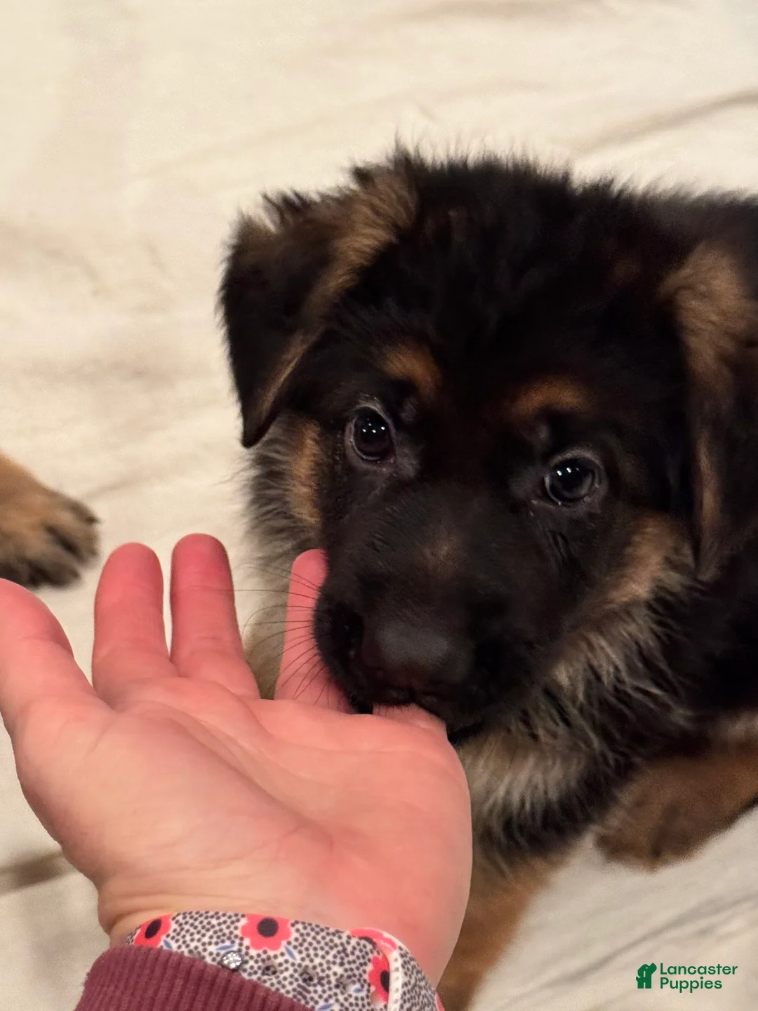 German Shepherd dogs for sale: German Shepherd Puppy 6 - Ad 6