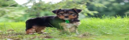 Yorkshire Terrier dogs for sale: Bobby - Ad 6