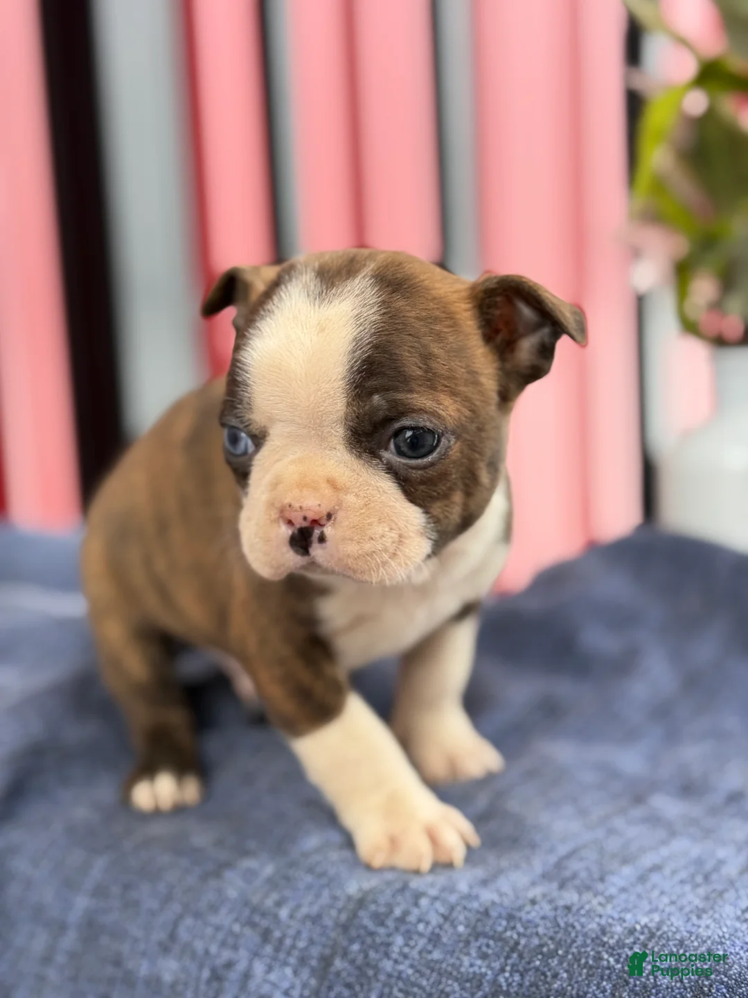 Boston Terrier dogs for sale: Bert - Ad 10
