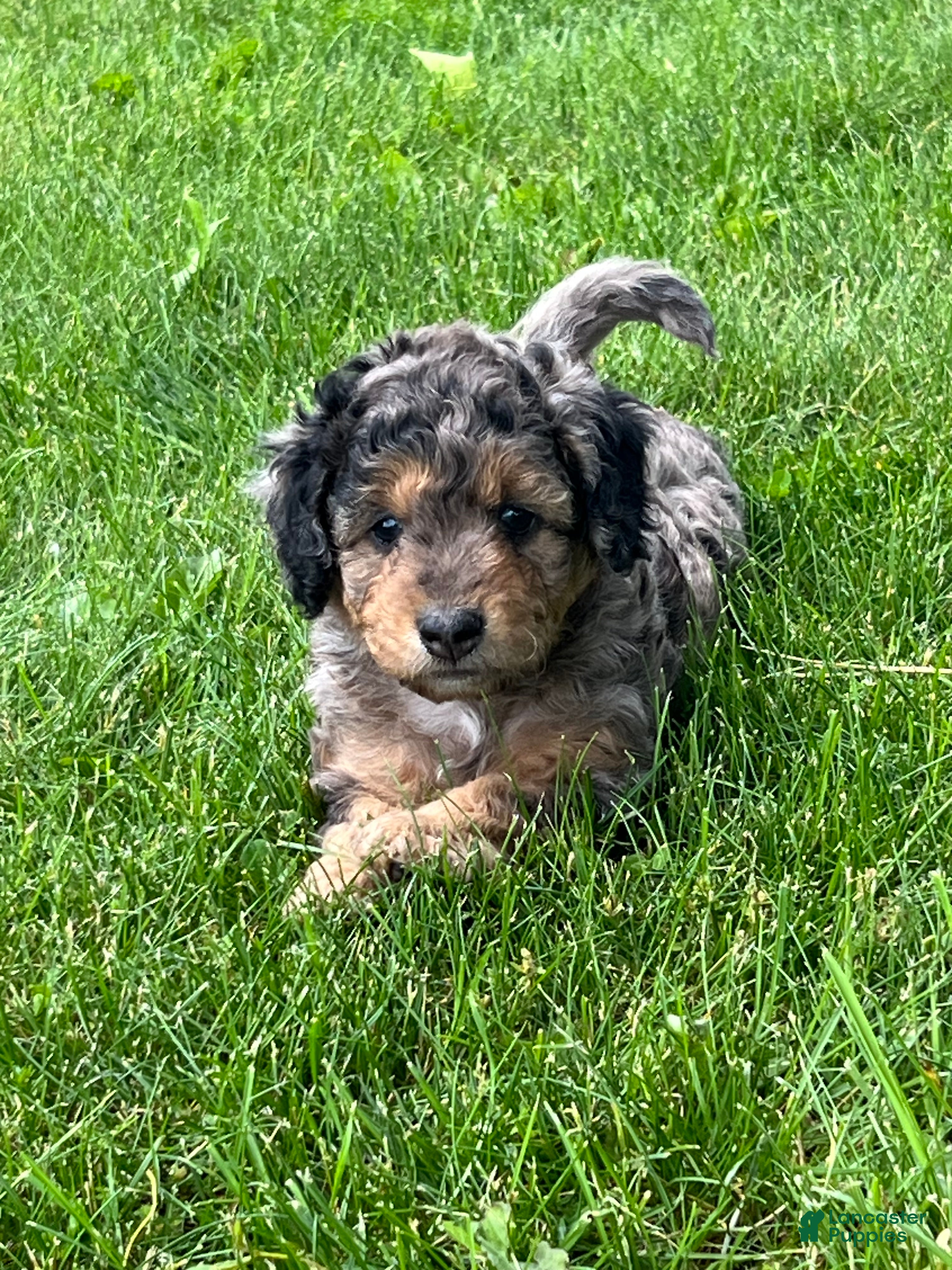 Mini Goldendoodle dogs Maple Mini Goldendoodle Puppy  - Ad 1