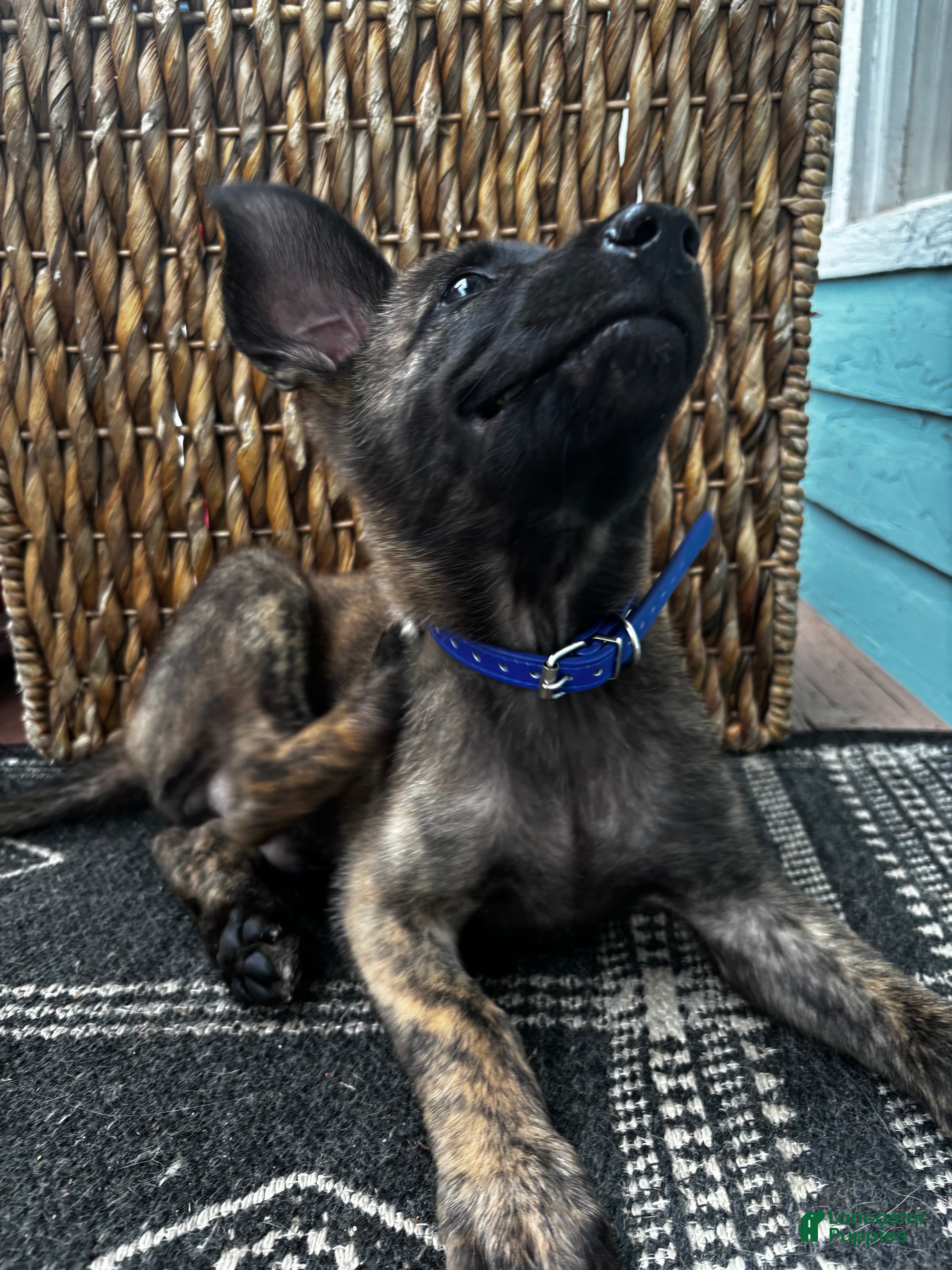 Dutch Shepherd dogs Dutch Shepherd 4 - Ad 2