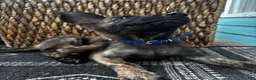 Dutch Shepherd dogs for sale: Dutch Shepherd 4 - Ad 2