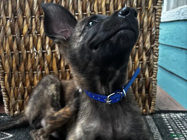 Dutch Shepherd dogs Dutch Shepherd 4 - Ad 2