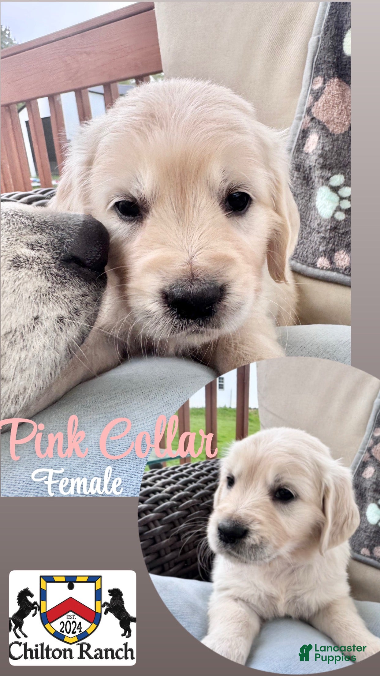 Golden Retriever dogs for sale: Golden Retriever Female 1 - Ad 1