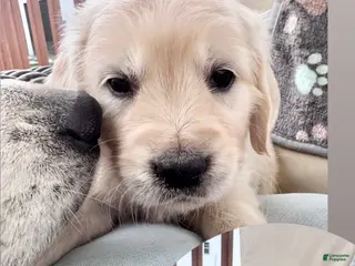 Golden Retriever dogs for sale: Golden Retriever Female 1 - Ad 1