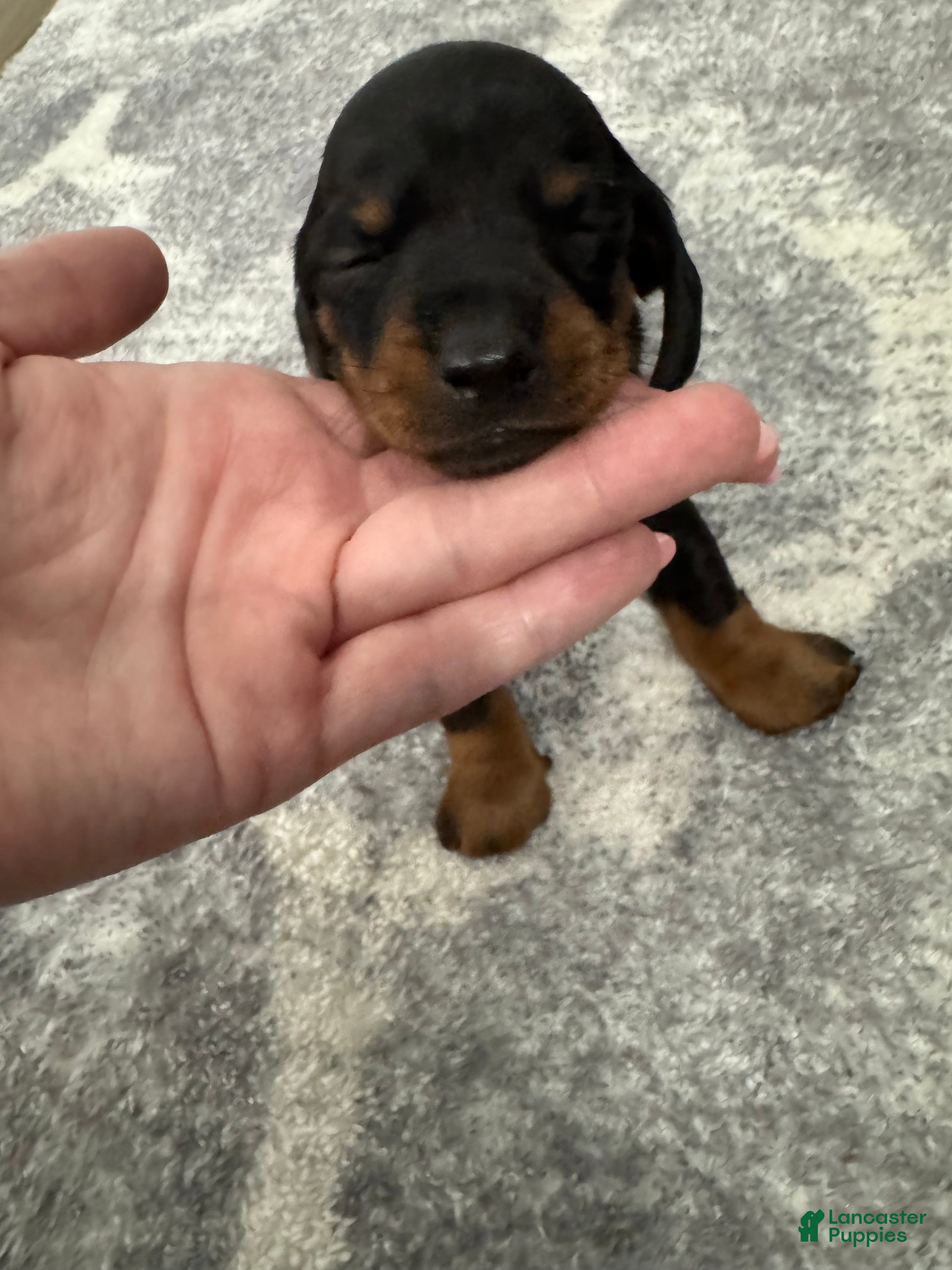 Miniature Dachshund dogs Miniature Dachshund 4 - Ad 1