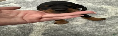 Miniature Dachshund 4