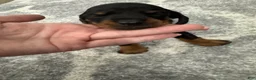 Miniature Dachshund dogs for sale: Miniature Dachshund 4 - Ad 1