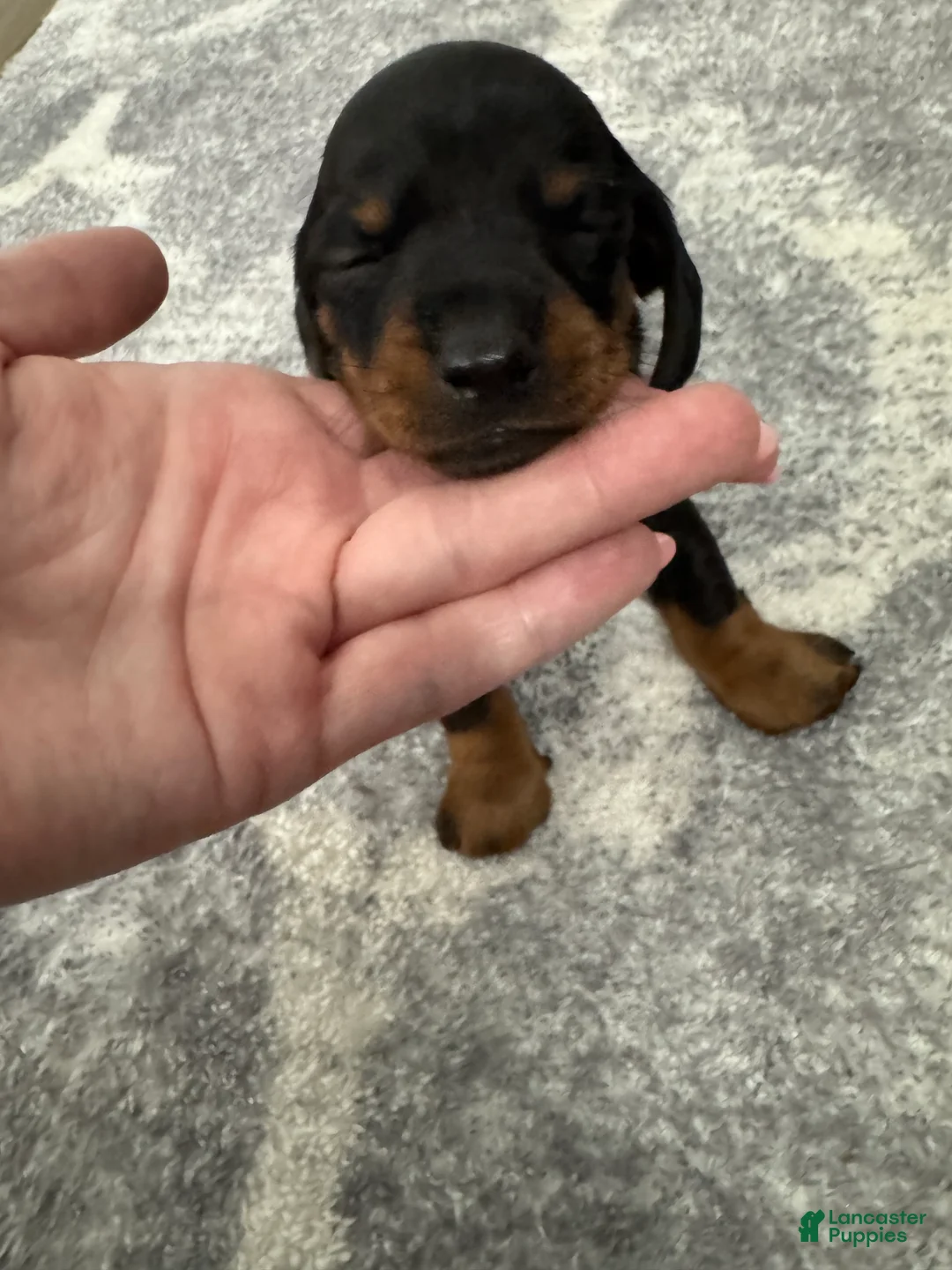 Miniature Dachshund dogs for sale: Miniature Dachshund 4 - Ad 1