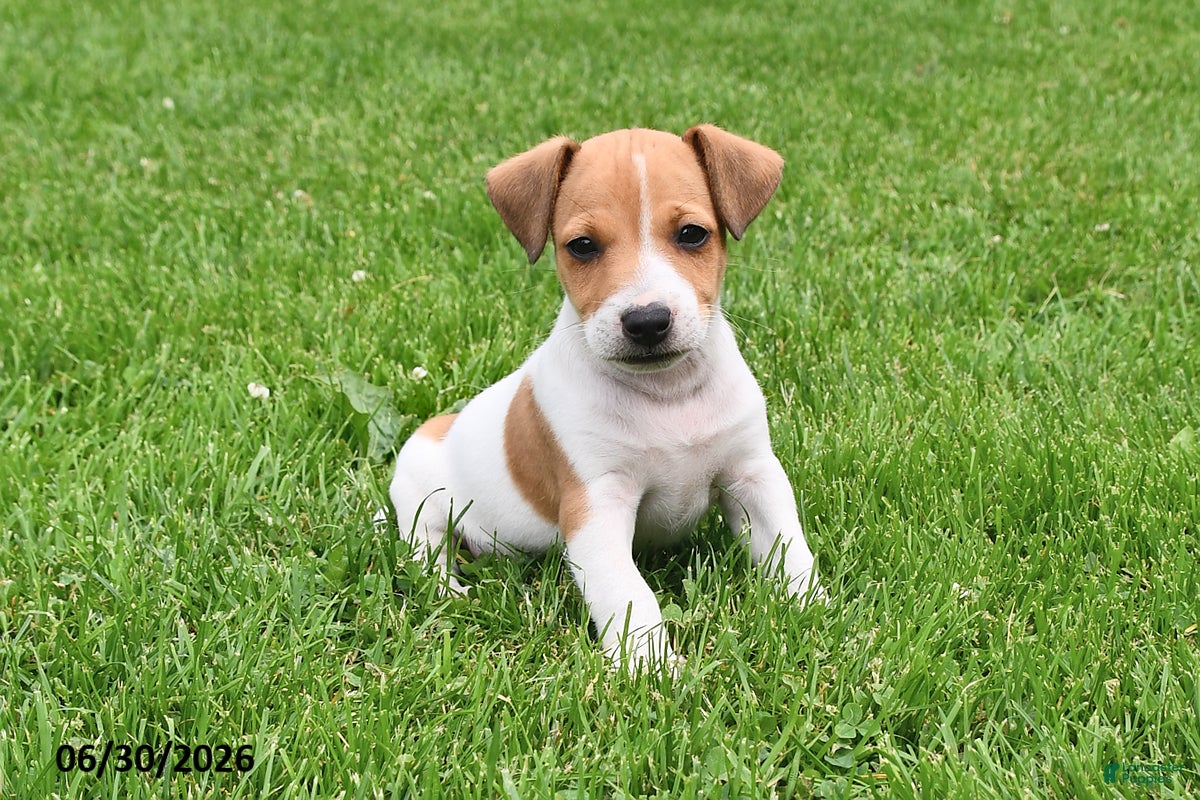 Jack Russell Terrier dogs Oscar - Ad 1