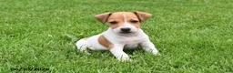 Jack Russell Terrier dogs for sale: Oscar - Ad 1