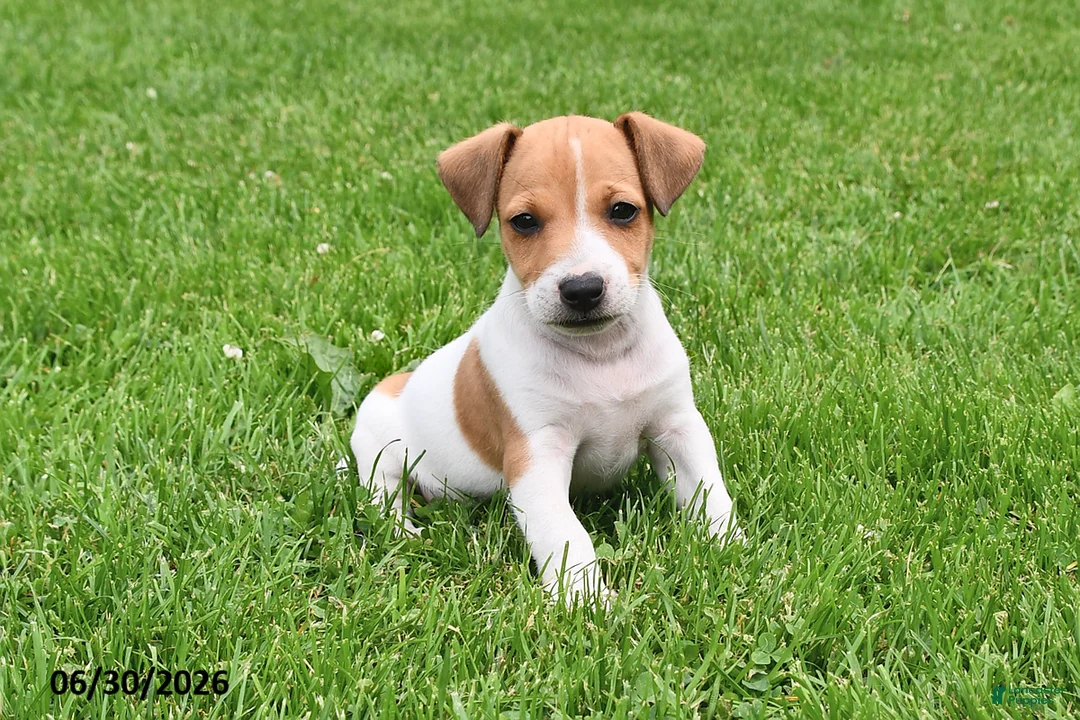 Jack Russell Terrier dogs for sale: Oscar - Ad 1
